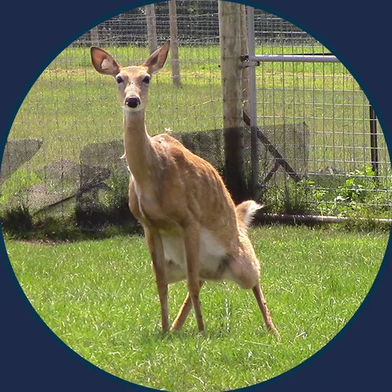 A whitetail doe standing in a grassy pen on the deer farm