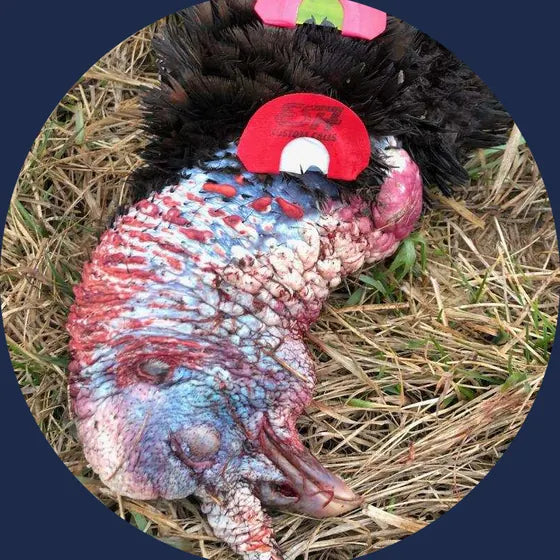 A red ESH mouth call on a harvested wild turkey
