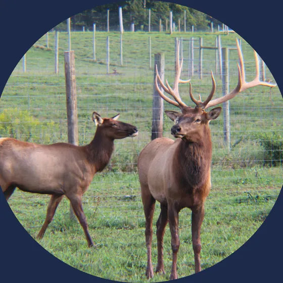 A bull elk and a cow elk in a fenced pasture